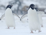 Two Adelie Penguins Walking on Snow  Antarctica
