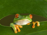 Red-Eyed Tree Frog Looking Through Hole in a Leaf  Costa Rica