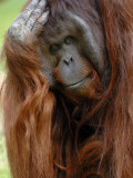 Male Orang-Utan with Head on Hand Native to Borneo Captive  France