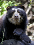 Portrait of Male Spectacled Bear Chaparri Ecological Reserve  Peru  South America