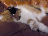 Black  White and Cream Mackerel Tabby Persian Cat Resting in Armchair