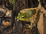 Mountain Torrent Frog on Forest Floor  Kinabalu  Sabah  Borneo