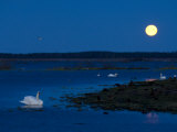 Mute Swan before Sunrise with Full Moon  Hornborgasjon Lake  Sweden