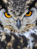 Spotted Eagle-Owl Captive  France