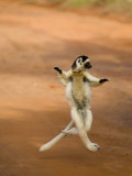 Verreaux's Sifaka 'Dancing'  Berenty Private Reserve  South Madagascar