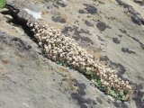 English Stonecrop Growing in a Crack in a Rock in the Spanish Pyrenees  Catalonia