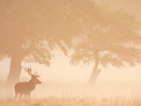 Red Deer Stag Silhouetted in Mist  Dyrehaven  Denmark