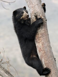 Spectacled Bear Climbing in Tree  Chaparri Ecological Reserve  Peru  South America