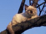 Ragdoll Cat Resting in Tree  Italy