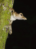 Collett's Tree Frog on Tree Trunk  Sukau  Sabah  Borneo