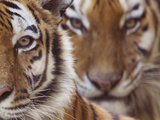 Two Siberian Tigers Portraits