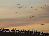 Common Cranes at Sunset  Some on Ground  with Others Landing  Hornborgasjon Lake  Sweden