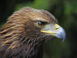 Head Portrait of Golden Eagle  France