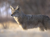 Coyote Bosque Del Apache National Wildlife Refuge  New Mexico  USA
