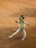 Verreaux's Sifaka 'Dancing'  Berenty Private Reserve  South Madagascar