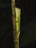 Green Mountain Agama in Rainforest at Night  Mt Kinabalu  Sabah  Borneo