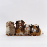 Female Crested Guinea Pig with Three Six-Week Babies  UK
