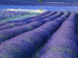 Field of Lavander Flowers Ready for Harvest  Sault  Provence  France  June 2004