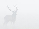Red Deer Stag in Thick Fog  Dyrehaven  Denmark
