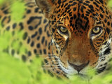 Jaguar Portrait  Costa Rica