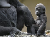 Western Lowland Gorilla Female Baby Holding Mother's Leg Captive  France