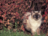 Ragdoll Cat in Garden  Italy