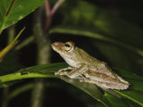 Frilled Tree Frog in Rainforest  Sukau  Sabah  Borneo