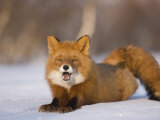 Red Fox Lying  Stretching on Snow  Kronotsky Nature Reserve  Kamchatka  Far East Russia