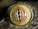 Close Up of Eye of Leaf Tailed Gecko Eye Detail  Nosy Mangabe  Northeast Madagascar