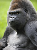 Male Silverback Western Lowland Gorilla Portrait  France