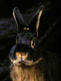 Black and Tan Domestic Rabbit
