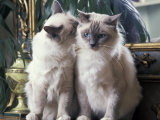 Two Birman Cats Sitting on Furniture  Interacting