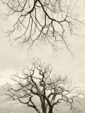 Looking Up at Branches of Dead Wych Elm Trees Killed by Dutch Elm Disease  Scotland  UK