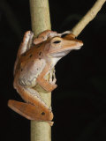 Harlequin Tree Frog Sukau  Sabah  Borneo