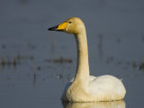 Whooper Swan Hornborgasjon Lake  Sweden