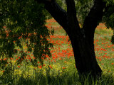 Common Poppies Flowering  Huesca Province  Aragon Region  Spain