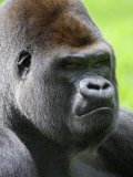 Head Portrait of Male Silverback Western Lowland Gorilla Captive  France