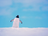Gentoo Penguin on Snowline Antarctica