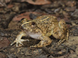 Kuhl's Creek Frog Danum Valley  Sabah  Borneo