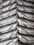 Freshwater Fish for Sale at Manaus Fish Market  Amazonia  Brazil