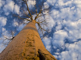 Looking Up at Baobab on Baobabs Avenue  Morondava  West Madagascar