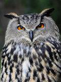 Eurasian Eagle-Owl Captive  France