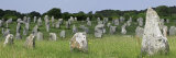 Standing Stones in the Menec Alignment at Carnac  Brittany  France