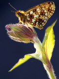 Small Pearl-Bordered Fritillary  Marsland Mouth  Cornwall Devon  UK