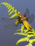 Broad-Bodied Chaser Dragonfly on Fern  Clearly Showing Veins in Wings Cornwall  UK
