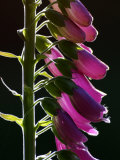 Foxglove Flowers Backlit  Cornwall  UK