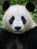 Head Portrait of a Giant Panda Bifengxia Giant Panda Breeding and Conservation Center  China