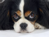 Cavalier King Charles Spaniel  Tricolour  Portrait