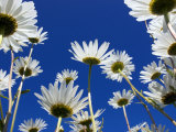 Oxeye Daisy Flowers  Cornwall  UK