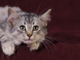 Norwegian Forest Kitten